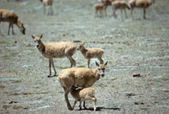 A chiru female with a month-old calf is migrating south from the calving ground to better pastures.: Photograph from Tibet Wild by George B. Schaller. Reproduced by permission of Island Press.